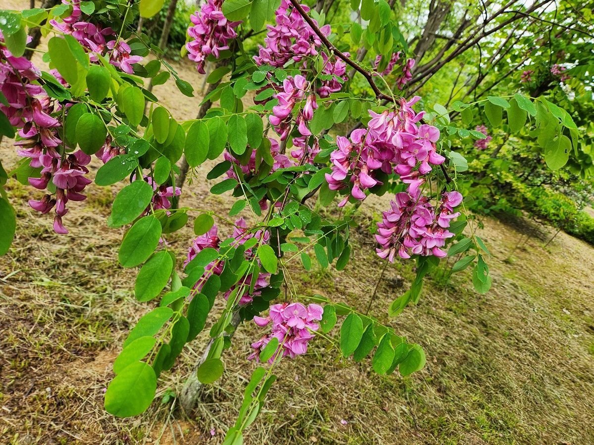 붉은아까시나무