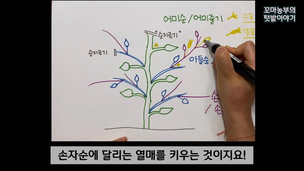 참외 순치기 순지르기 방법과 그림으로 쉽게 정리_7