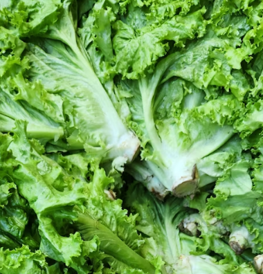 양상추 효능 부작용 고르는법 칼로리