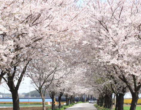 예산 벚꽃