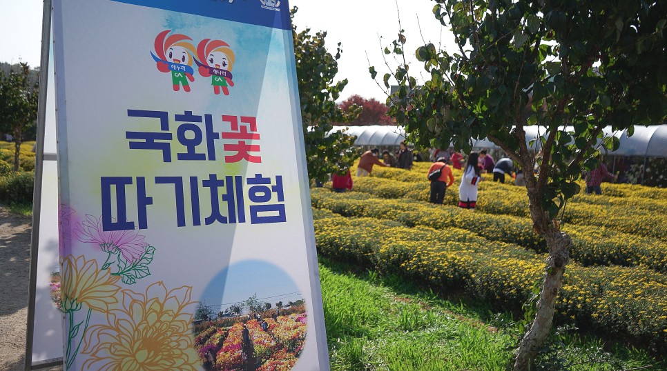 국화축제장에 있는 국화따기 체험 안내판