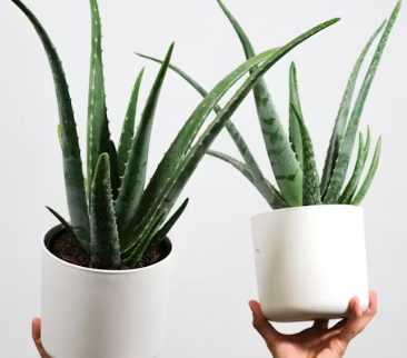 역류성식도염에 좋은 음식 영양제 식단