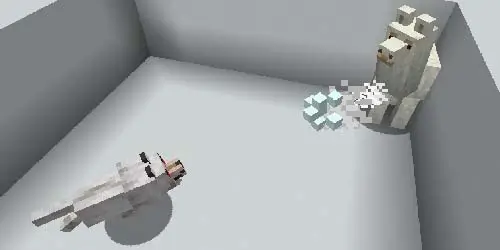 라마와 사이가 좋지 않은 늑대. 라마가 늑대에게 침을 뱉고 있음.