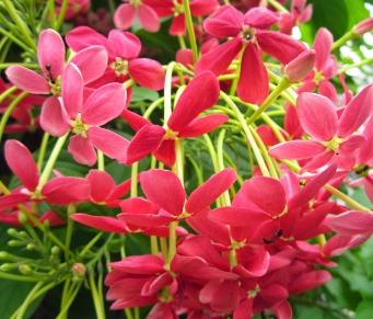 사군자 꽃 이미지1