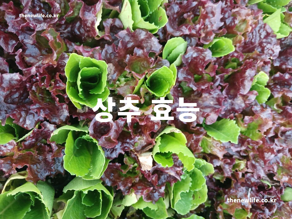 상추 효능 대표 실사진