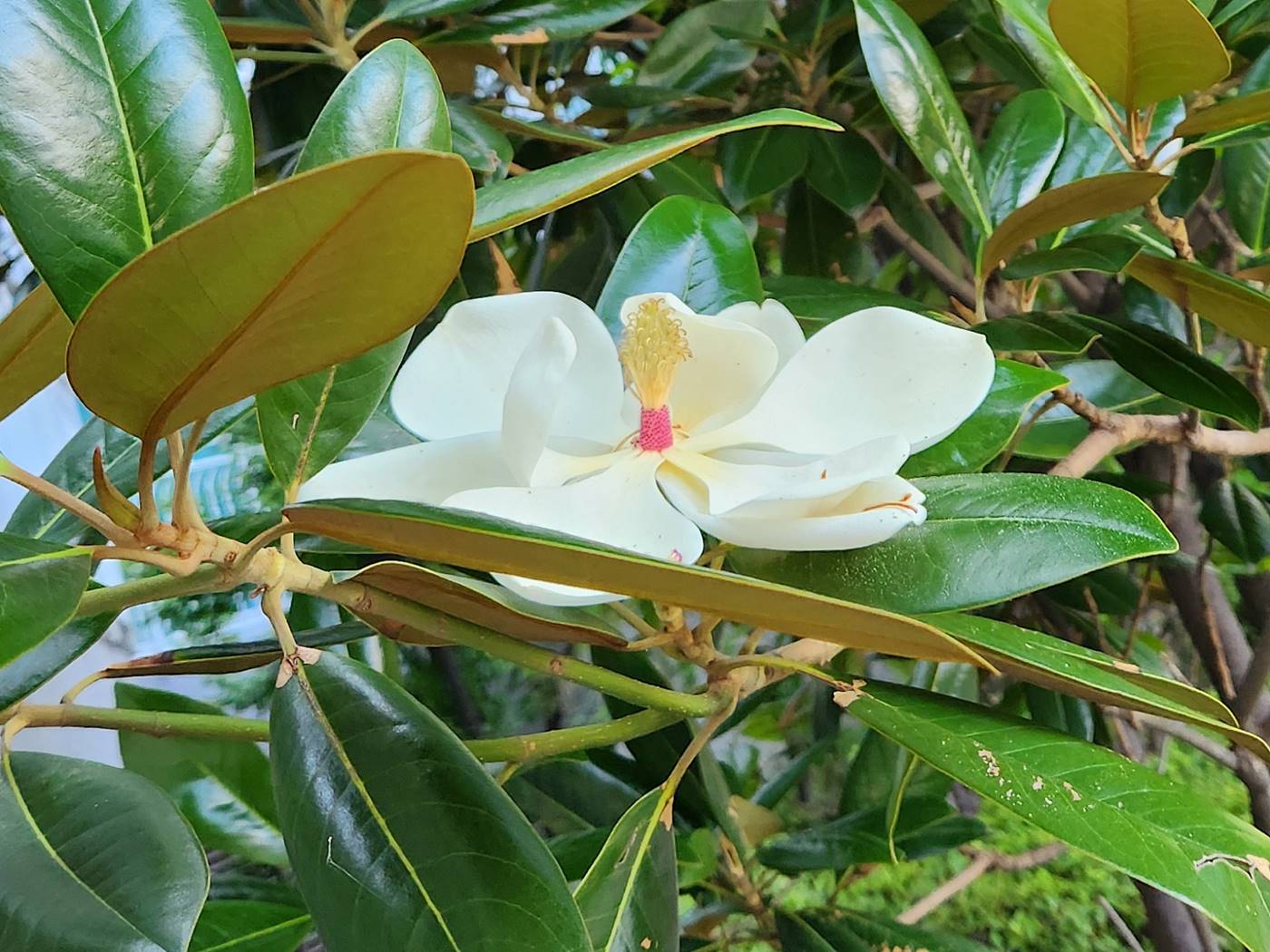 태산목