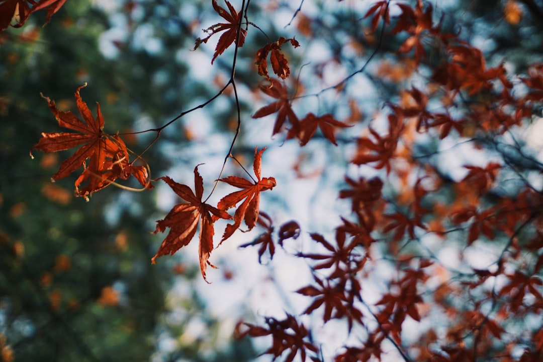 Seoul Forest