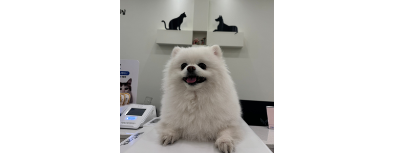 광주 서구 동물병원