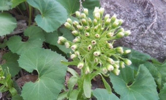 머위 꽃 관련 사진