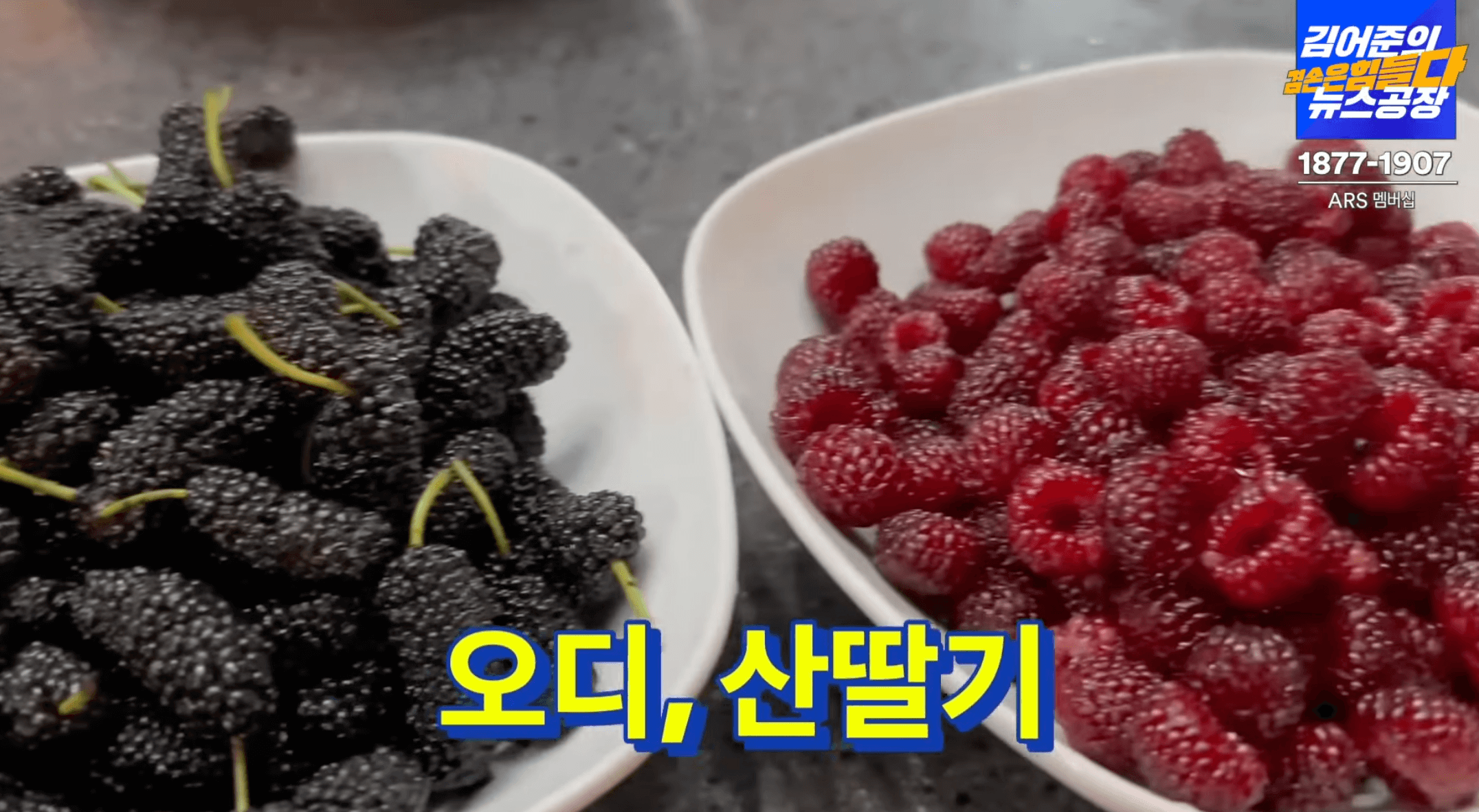 금요-미식회-산딸기-디저트-재료-오디-산딸기