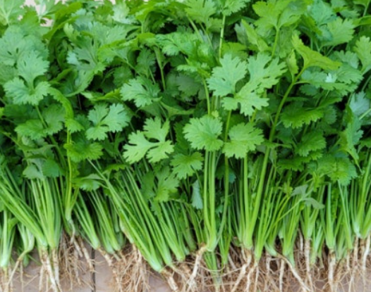 고수 효능과 건강에 좋은 이유