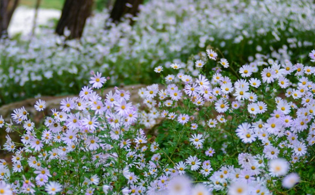 정읍 구절초 축제