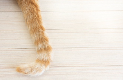 고양이 꼬리 업.