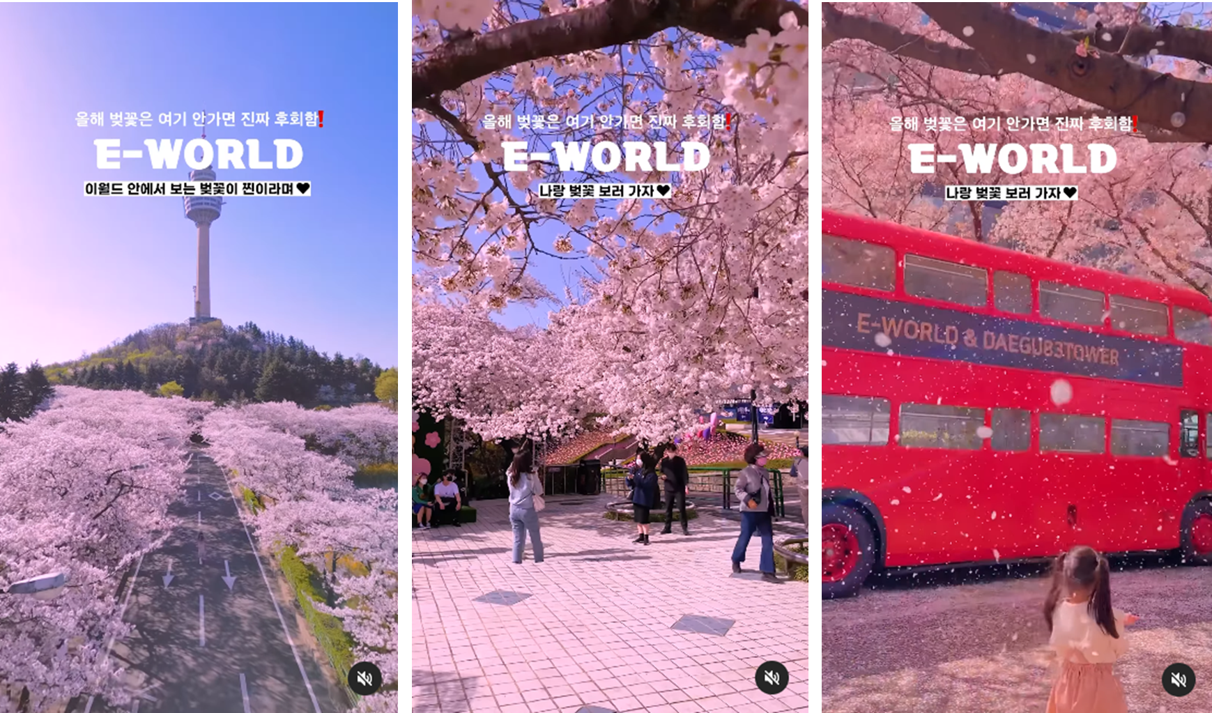 이월드 블라썸 피크닉 기본정보