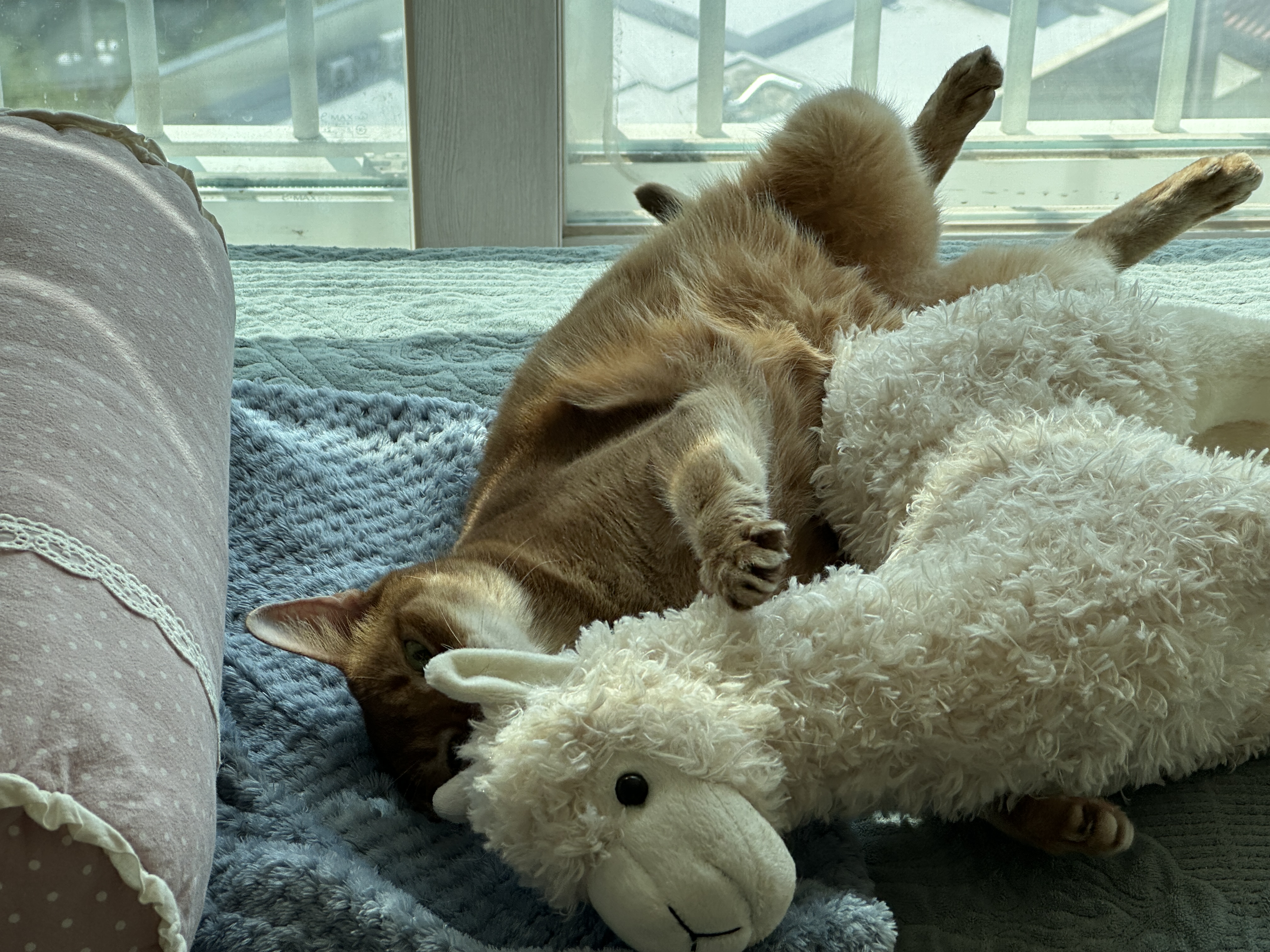 라마_인형이랑_나란히_누운_루나