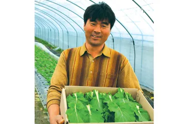 쌈배추 재배 속 차게 키우기 시비 타이밍 통풍 관리_3