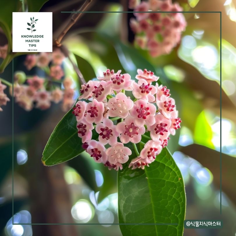 호야꽃 피우기 위한 조건