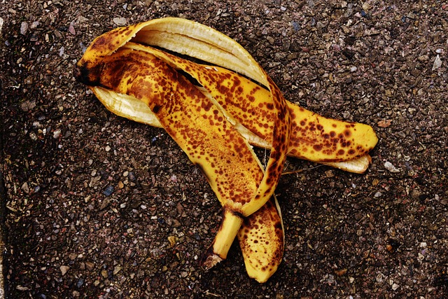 🌱 식물 성장 주기별 맞춤 영양제 사용법 정리