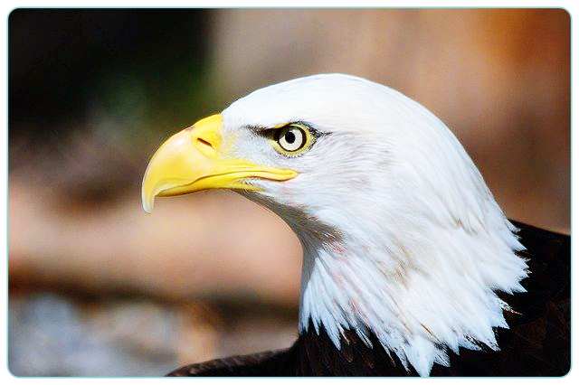 독수리꿈-해몽-풀이-bald-eagle