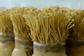 팽이버섯 재배 저온 관리 병해 예방 깔끔한 세척_30