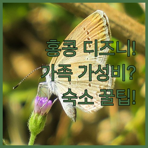 홍콩 여행 타입별 맞춤 숙소 추천 디..