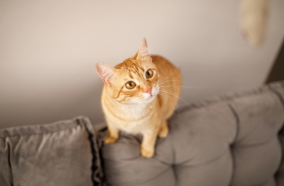 쳐다보는 고양이