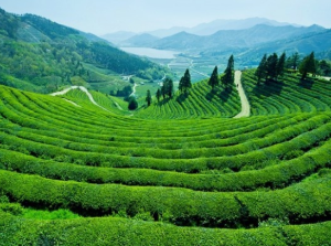 5월에 방문하는 축제 BEST 7