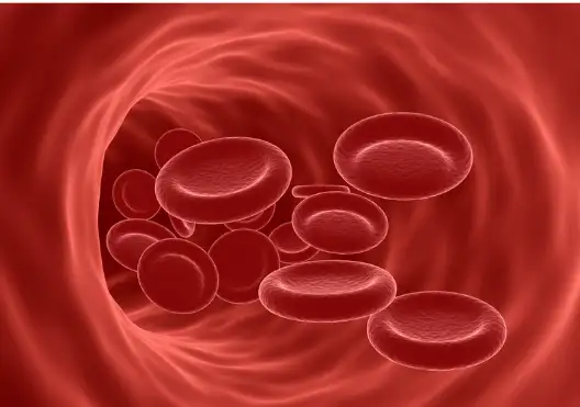 대추 효능과 영양성분 먹는 방법 부작용