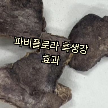 파비플로라-시르투인-흑생강-효능