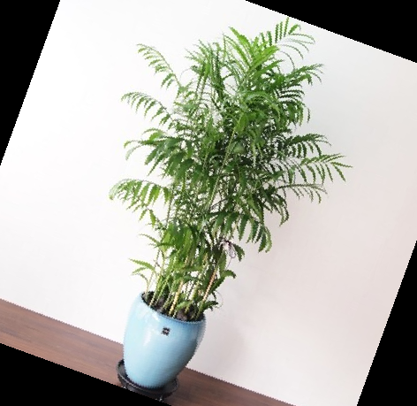 실내 공기정화식물 순위