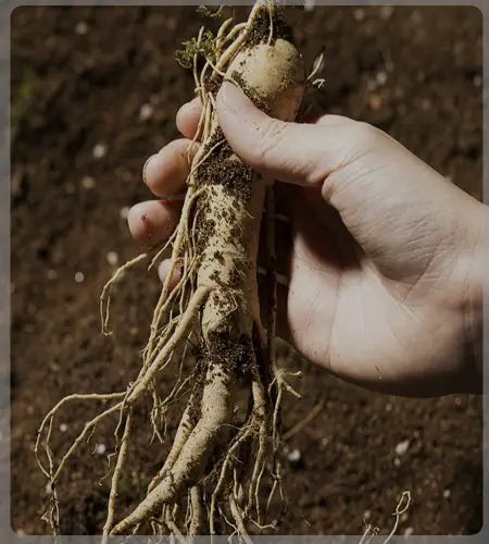 풍기 인삼축제_2