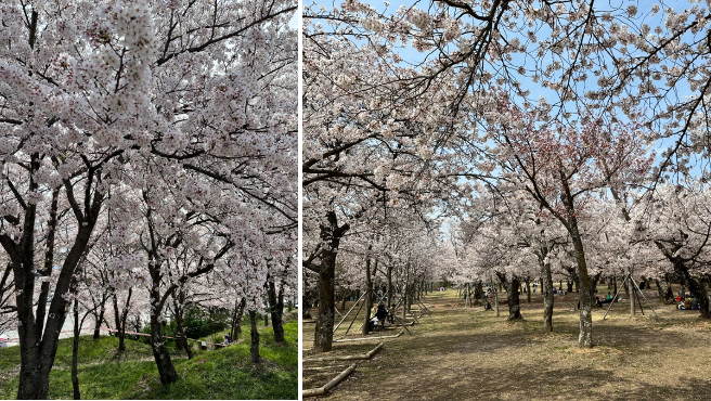 사천 선진리성 벚꽃축제