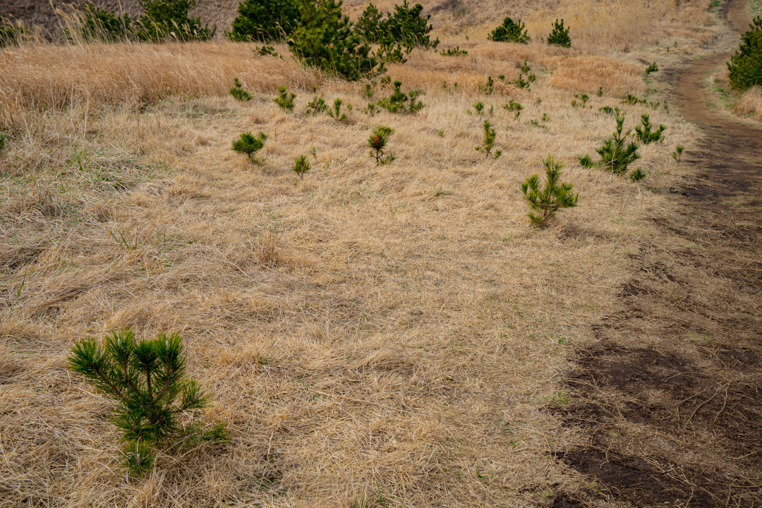 용눈이 오름 소나무
