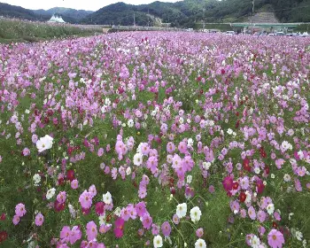 하동 북천 코스모스 메밀꽃 축제_12