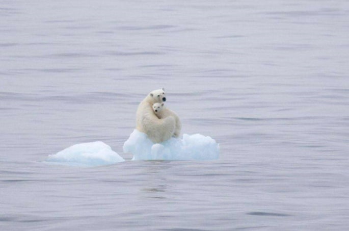 지구온난화 사진