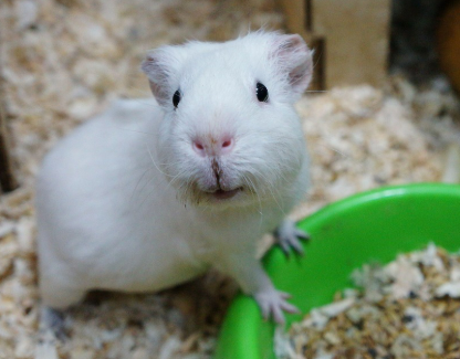 설치류 입양 전 꼭 알아야 할 건강관리 팁