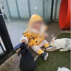 제주 동물원 토끼 손가락 절단