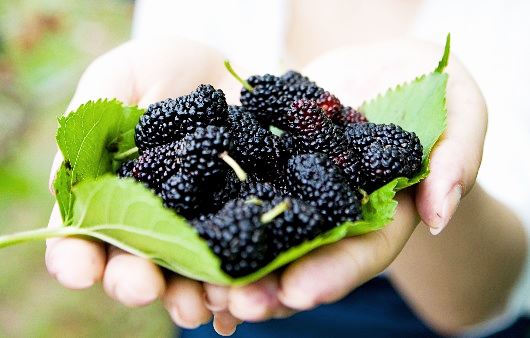 오디보관하는법