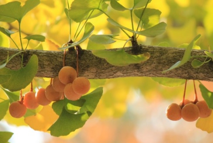 가을에 피는 꽃 은행나무-열매