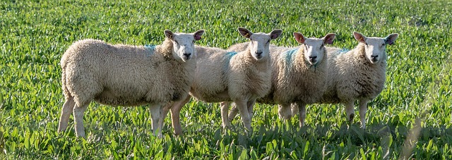 가평 양떼목장 유채꽃축제