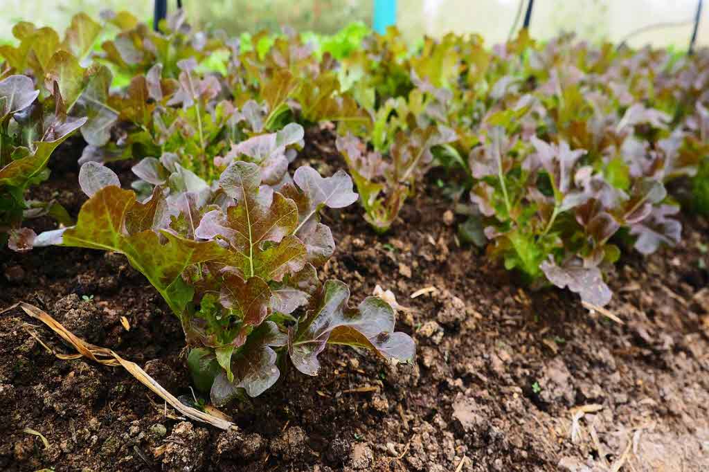 베란다 텃밭의 장점과 주의할 점, 성공적인 텃밭 관리법