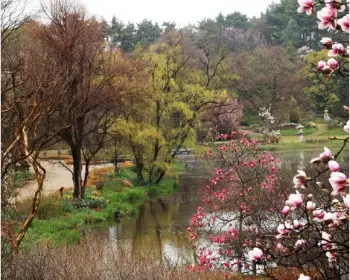 천리포수목원 숙박안내, 목련축제_3