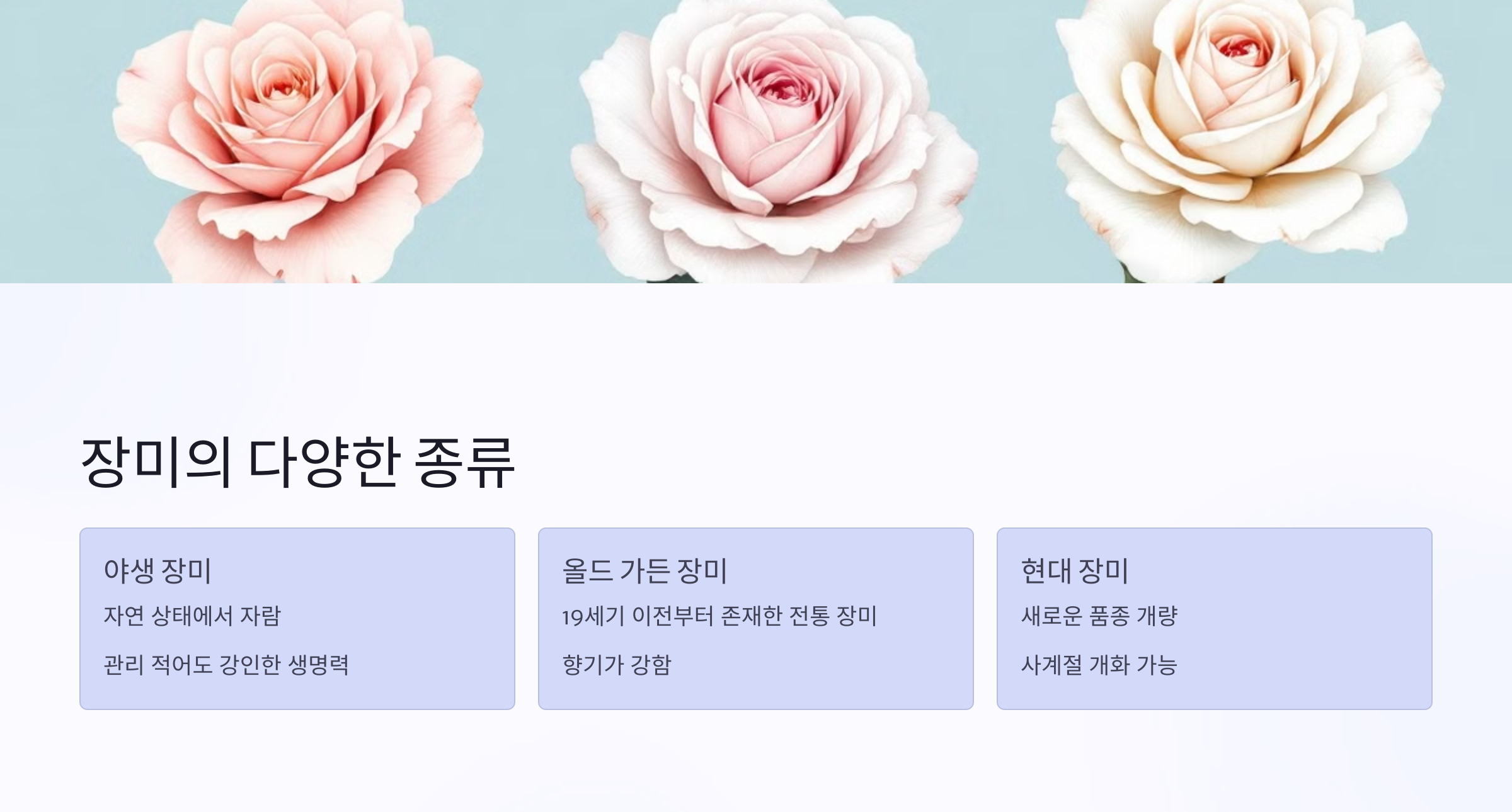 장미의 종류 사진