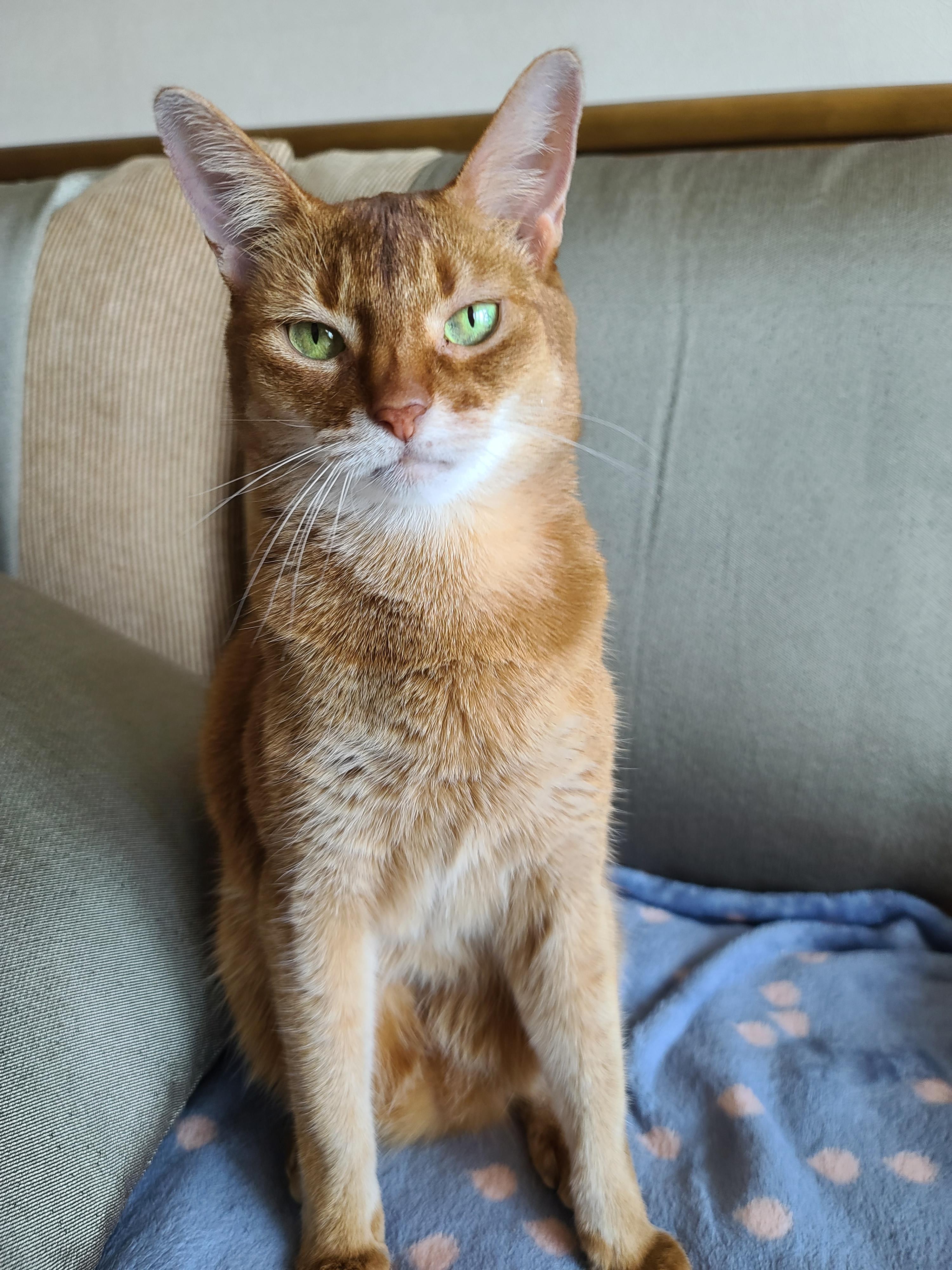 서열1위 아비시니안 루나의 쫑알쫑알.(루나의 속마음)