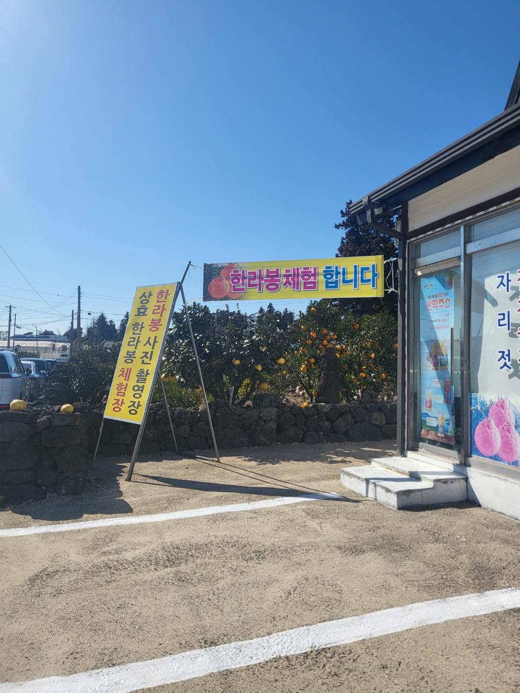 제주도 한라봉 체험, 감귤 체험