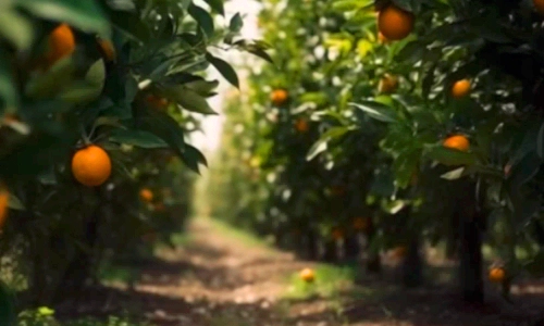 귤 감귤 밀감 뜻 차이