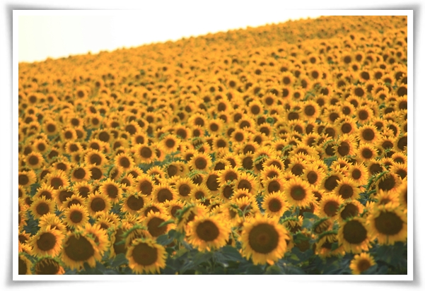 여름의 상징 희망과 사랑의 꽃 &quot;해바라기&quot;