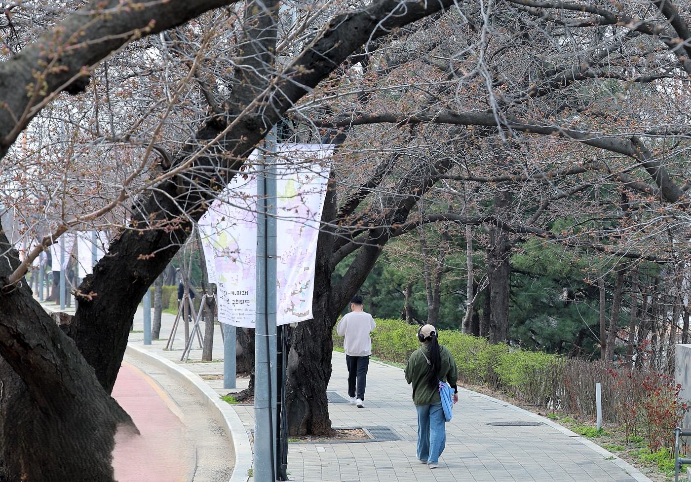 여의도 벚꽃축제