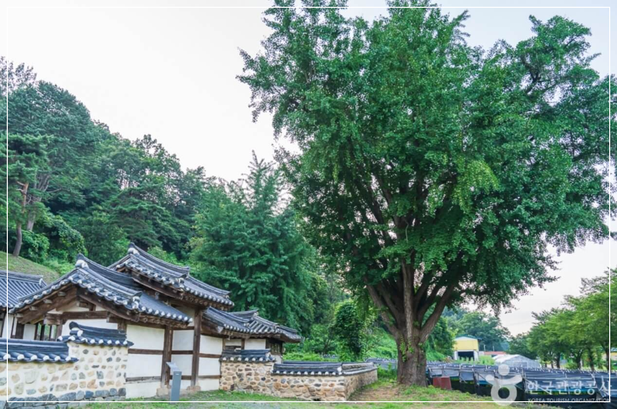 보은 가볼만한곳 베스트10 보은 풍림정사