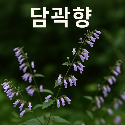 담곽향, 그늘을 향으로 채우는 자생식물